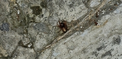 Megalostrata