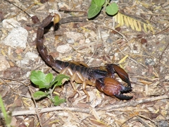 Scorpionidae