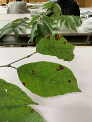 Neoshirakia japonica