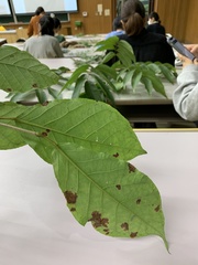 Neoshirakia japonica