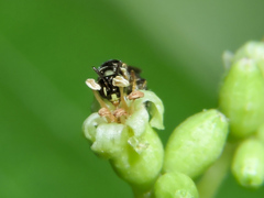 Cordia salvadorensis