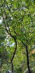 Turdus rufopalliatus
