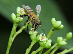 Cordia salvadorensis