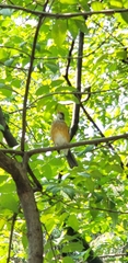 Turdus rufopalliatus