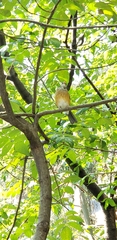 Turdus rufopalliatus