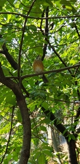 Turdus rufopalliatus