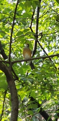 Turdus rufopalliatus