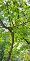 Turdus rufopalliatus