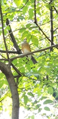Turdus rufopalliatus
