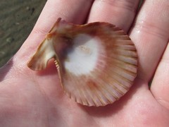 Mimachlamys cloacata