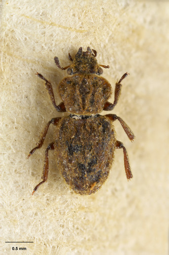 Meropathus