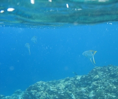 Trachinotus rhodopus