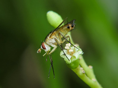 Cordia salvadorensis