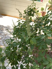 Ocimum basilicum