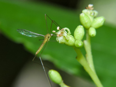Cordia salvadorensis