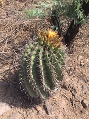 Ferocactus herrerae