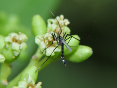 Cordia salvadorensis