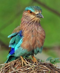 Coracias benghalensis