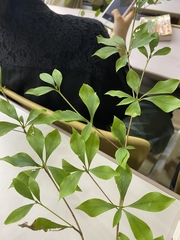 Enkianthus perulatus