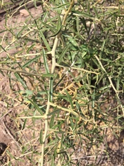 Tracheophyta