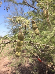 Fabaceae