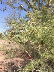 Fabaceae