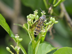 Cordia salvadorensis