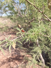 Fabaceae