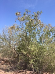 Fabaceae