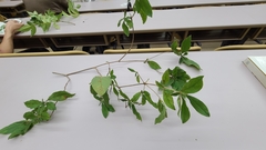 Rhododendron macrosepalum