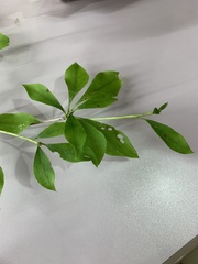 Enkianthus perulatus