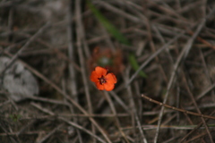 Drosera platystigma