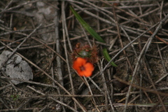 Drosera platystigma