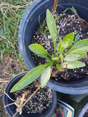Coreopsis lanceolata