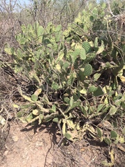 Opuntia decumbens