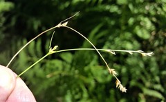 Carex laeviculmis