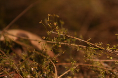 Drosera modesta