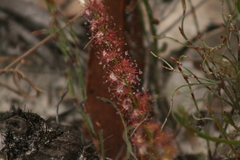 Drosera platypoda