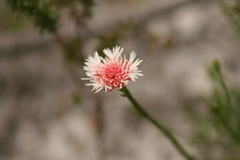 Actinodium cunninghamii