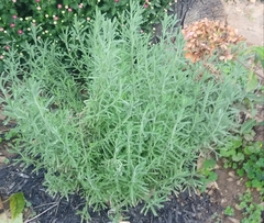 Lavandula