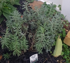 Lavandula