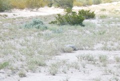 Gopherus flavomarginatus