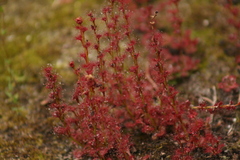 Drosera platypoda