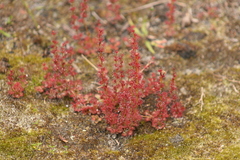 Drosera platypoda