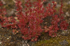 Drosera platypoda