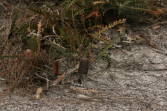 Banksia gardneri
