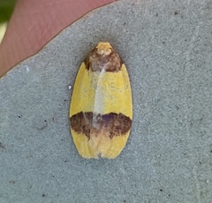 Heterallactis euchrysa