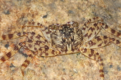 Grapsus longitarsis