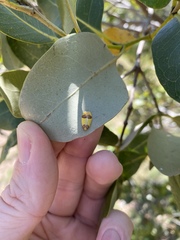 Heterallactis euchrysa