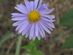 Symphyotrichum × versicolor